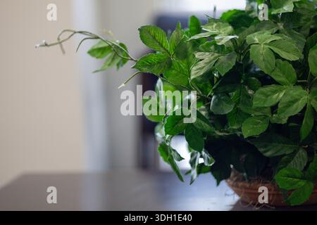 Vista ravvicinata di una pianta artificiale in vaso verde seduta su un tavolo scuro in un ufficio o in una sala d'attesa. Lo sfondo è leggermente sfocato, Foto Stock