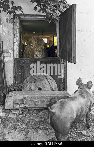 Giovane toro che guarda fuori da una porta stabile, una maiale madre di fronte, in una vecchia fattoria, bianco e nero, Baviera, Germania Foto Stock