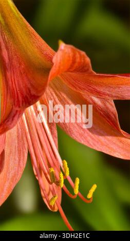 Primo piano di un delicato fiore di giglio rosa con petali ricurvi e stami gialli, catturati in luce naturale su un morbido sfondo bokeh verde. Foto Stock