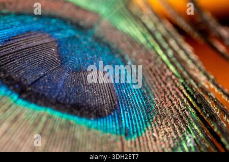 Primo piano estremo di una piuma di pavone che mostra barbe dettagliate e brillanti colori iridescenti di blu, turchese e verde in un motivo naturale. Foto Stock