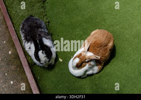 Due conigli riposanti coppia di erba artificiale Foto Stock