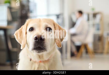 Labrador Retriever at Vet Office, Dog Portrait for PET Care Checkup Visit Foto Stock