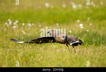 Great skua (Stercorarius skua) vola basso con le ali sparse su un prato erboso nelle isole Shetland, Regno Unito. Foto Stock