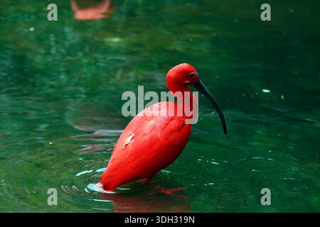 Primo piano dell'ibis scarlatto, Eudocimus Ruber, bagno nel lago verde scuro. Stato di San Paolo, Brasile Foto Stock