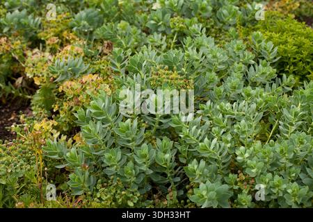 Ammasso di mirto (Euforbia myrsinites) con foglie succulente blu-verdi disposte a spirale che crescono in un giardino estivo. Foto Stock