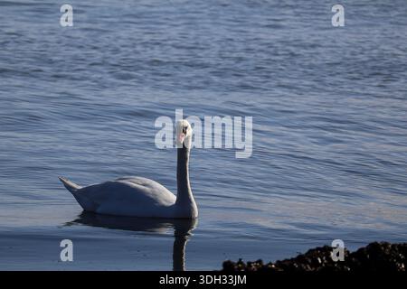 Un cigno muto (Cygnus olor) che galleggia tranquillamente sul Mar Nero vicino a Sarafovo, Burgas, Bulgaria, di fronte alla telecamera con un chiaro riflesso nell'acqua. TH Foto Stock