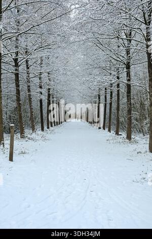 Un tranquillo scenario invernale caratterizzato da un sentiero innevato fiancheggiato da alti alberi. I fiocchi di neve soffici brillano mentre una figura solitaria cammina lungo il tranquillo sentiero, sur Foto Stock