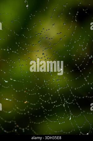Primo piano di delicati filamenti di ragnatele ricoperti da scintillanti gocce di rugiada mattutina su un morbido sfondo bokeh verde sfocato. Foto Stock