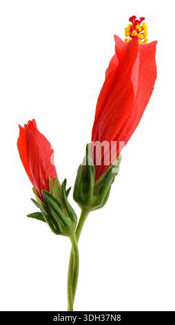 Fiore di ibisco rosso isolato su sfondo bianco Foto Stock