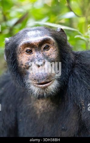 Un ritratto ravvicinato dello scimpanzé (Pan troglodytes) Foto Stock
