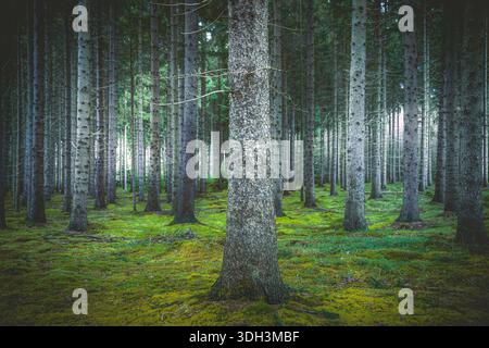 Foresta di alti e sottili pini con uno spesso tappeto di muschio verde vibrante che copre il pavimento della foresta. Foto Stock