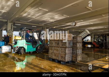 Nachikatsuura, Giappone - 27 ottobre 2023: I lavoratori gestiscono carrelli elevatori per spostare casse di legno impilate con scritta giapponese all'interno di un mercato ittico coperto, con orologio, pavimento bagnato e attrezzature aggiuntive visibili. Foto Stock
