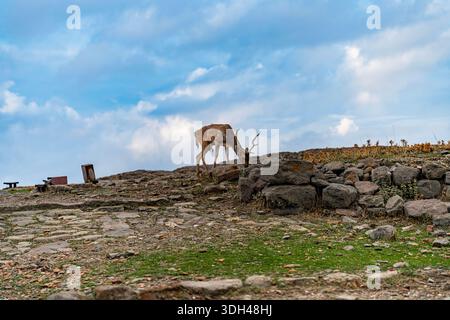 Myrina, Grecia - 22 ottobre 2025: Un cervo selvatico che pascolava tra le rovine di pietra del castello medievale di Myrina sull'isola di Lemnos. Foto Stock