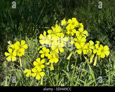 Oxalis pes-caprae, una specie di pianta tristilea a fiore giallo nella famiglia delle Oxalidaceae. Foto Stock