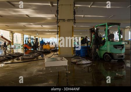 Nachikatsuura, Giappone - 27 ottobre 2023: I lavoratori gestiscono carrelli elevatori e gestiscono tonni di grandi dimensioni disposti sul pavimento bagnato all'interno di un mercato ittico coperto, con casse e personale aggiuntivo visibili sullo sfondo. Foto Stock