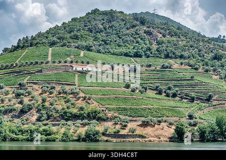 Un vigneto sale su una ripida collina come si vede dalla piccola città di Pinhao dall'altra parte del fiume Douro in Portogallo. Foto Stock