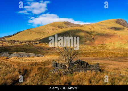 Albero solitario che cresce dalle rovine di un vecchio edificio in pietra su una collina illuminata dal sole in Snowdonia Foto Stock