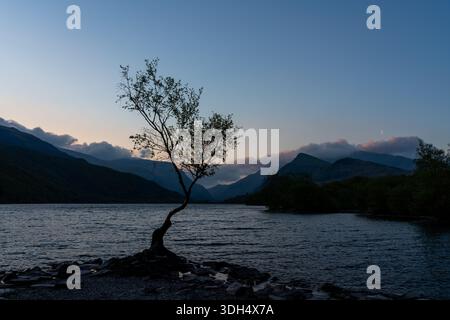 L'albero solitario sul litorale di Llyn Padarn al crepuscolo Foto Stock