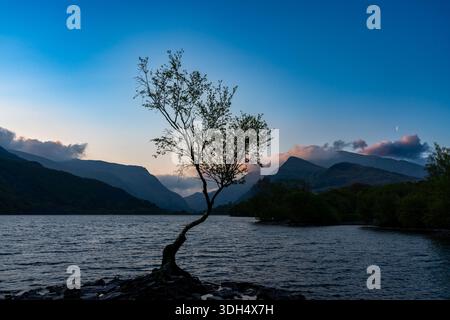L'albero solitario sul litorale di Llyn Padarn al crepuscolo Foto Stock