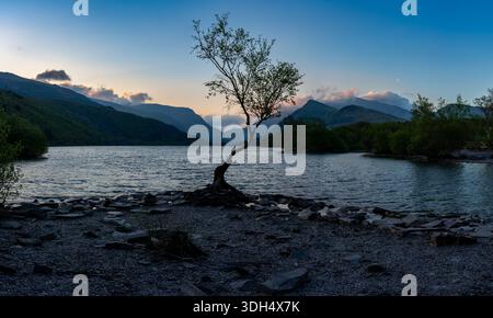 L'albero solitario sul litorale di Llyn Padarn al crepuscolo Foto Stock