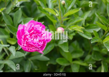 Peonia di fiori rosa che fiorisce nel giardino delle peonie. Foto Stock