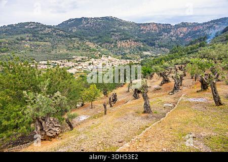 Ammira un oliveto su un pendio di una valle di montagna a Maiorca Foto Stock