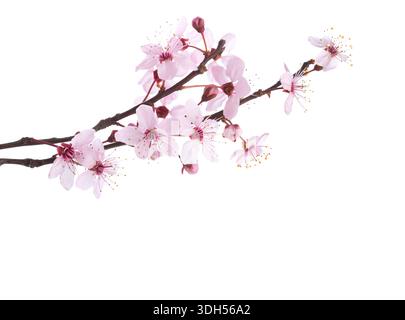 Rami con fiori Sakura rosa isolati su sfondo bianco. Foto Stock