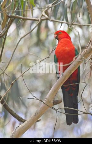 Pappagallo reale australiano (Alisterus scapularis) maschio arroccato su un albero, Victoria, Australia. Foto Stock