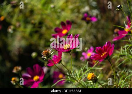 Una splendida vista dei fiori del cosmo che fioriscono sotto il sole caldo in un parco tranquillo. I vivaci petali rosa e la vegetazione lussureggiante creano una pittoresca s Foto Stock