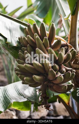 Vista ravvicinata delle banane non mature su una pianta con grandi foglie verdi. L'ambiente tropicale mette in risalto il vivace fogliame e i ricchi dettagli naturali della ba Foto Stock