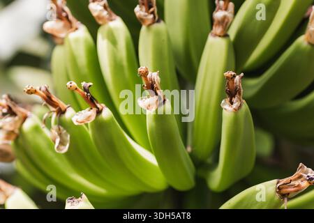 Una vista ravvicinata di un vibrante gruppo verde di banane su una pianta, che mostra il ricco colore e la consistenza naturale del frutto in un lussureggiante ambiente tropicale. Foto Stock