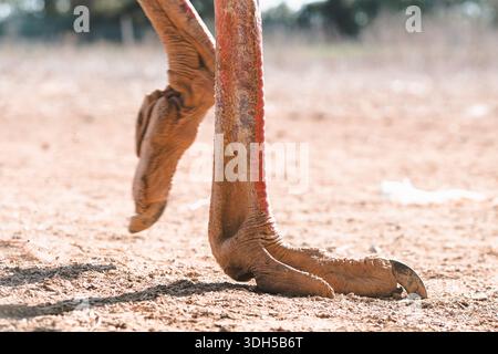Primo piano dettagliato di una gamba di struzzo e di un piede su un terreno arido e illuminato dal sole. La consistenza della pelle e le caratteristiche distintive sono evidenziate, riflettendo na Foto Stock