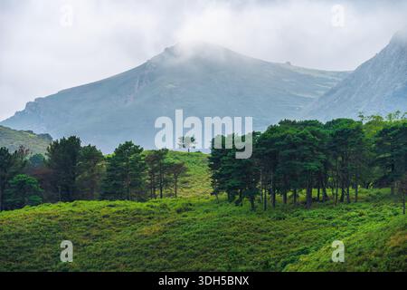 Un tranquillo paesaggio boschivo in primavera, caratterizzato da lussureggianti frontoni verdi e colline nebbiose sullo sfondo. La vivace scena cattura l'essenza della natura Foto Stock