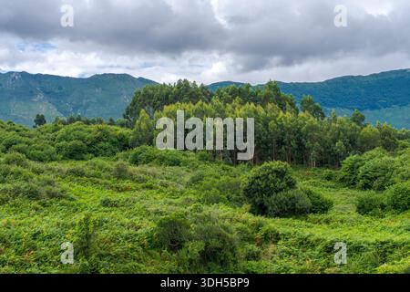 Un vibrante paesaggio primaverile caratterizzato da una lussureggiante foresta circondata da colline ondulate. La scena cattura l'essenza del rinnovamento della natura mentre gli alberi fioriscono e. Foto Stock