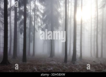 Misty foresta di faggio sul pendio di montagna in una riserva naturale. Foto Stock