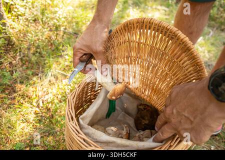 Una persona si occupa di foraggiamento di funghi, tenendo in mano un fungo appena raccolto e un piccolo coltello. Il cestino di vimini in mano è riempito di funghi forati Foto Stock