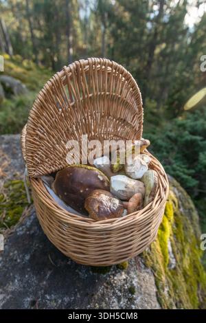 Un cesto rustico di vimini pieno di funghi selvatici appena raccolti riposa su una roccia muschiata in una foresta serena. La luce solare filtra tra tra gli alberi, creatina Foto Stock