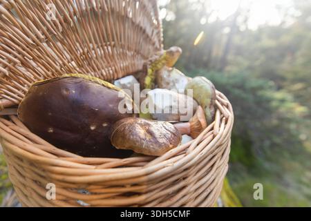 Un cesto rustico di vimini pieno di funghi selvatici appena forgiati si trova sotto la luce del sole in un ambiente boschivo, mettendo in risalto texture naturali e eart Foto Stock