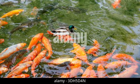 Una tranquilla scena al Parco Beihai di Pechino, che mostra vibranti pesci koi che nuotano insieme a un'anatra nelle acque cristalline, catturando la serena bellezza di Foto Stock