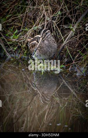 Snipe che va in cerca di cibo ai margini della zona umida Foto Stock