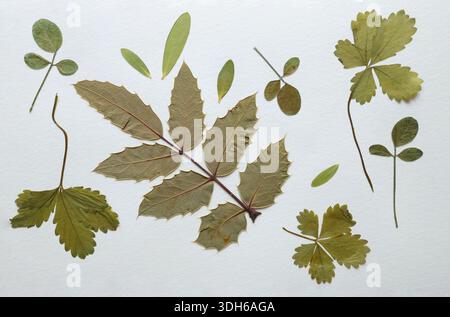 Foglie pressate ed essiccate, fiori isolati su fondo bianco. Per l'uso in motivi floreali, erbari, scrapbooking. Foto Stock