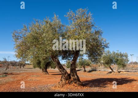 Olivos en olivar Mediterráneo de España de tierra roja. Foto Stock