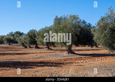 Olivos en olivar Mediterráneo de España de tierra roja. Foto Stock