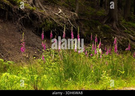 Digitalis purpurea (Foxglove, Lady's Glove) Fiori selvatici che crescono su Forest Floor - Ecology and Landscape Park Protection in Szklarska Poręba Polonia Foto Stock