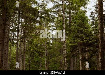Sentiero della foresta di Conifer denso circondato da alti pini a Szklarska Poręba Polonia Foto Stock