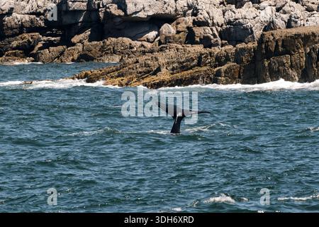 Coda di balena che si mostra sopra l'acqua dell'oceano vicino a una costa rocciosa. Natura selvaggia marina natura e conservazione ecologica concetto per articolo. Foto Stock