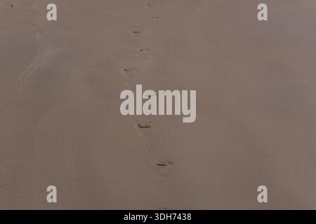 Una linea di piccole impronte di zampe di animali, probabilmente di un cane o di un gatto, che portano in lontananza su una spiaggia di sabbia liscia e bagnata. Foto Stock