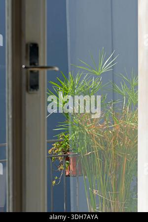 pianta di bambù sul balcone vista dalla finestra Foto Stock