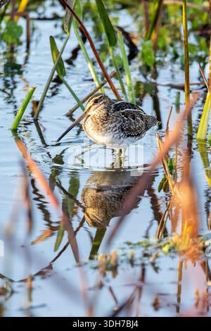 Wilson's Snipe (Gallinago delicata) - Green Cay Wetlands, Boynton Beach, Florida, USA Foto Stock
