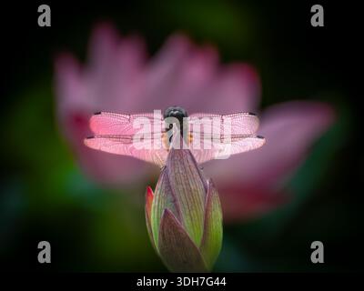 bellissima, vibrante e simmetrica ninfea con una libellula Foto Stock